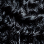 Burmese Curl